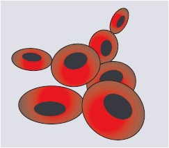 Erytrocyty zawierające hemoglobinę