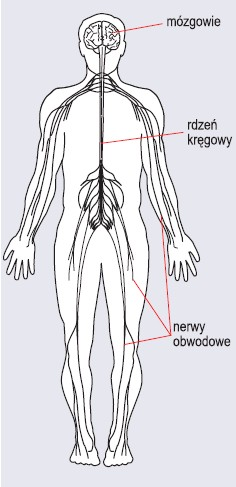 Schemat budowy układu nerwowego człowieka