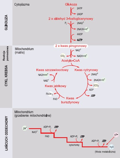 Główne etapy oddychania tlenowego (wg Wiśniewski, 1994, zmienione)