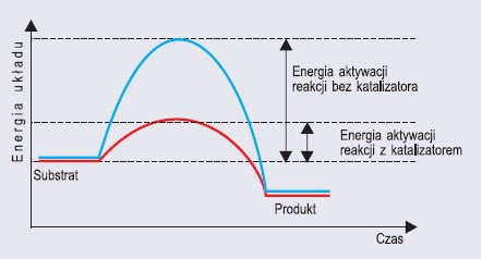Wykres energii obrazujący zasadę działania enzymu jako katalizatora