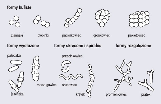 Formy morfologiczne bakterii (wg Lewiński i in., 2003)