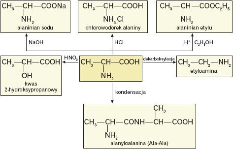 Reakcje w których alanina jest substratem