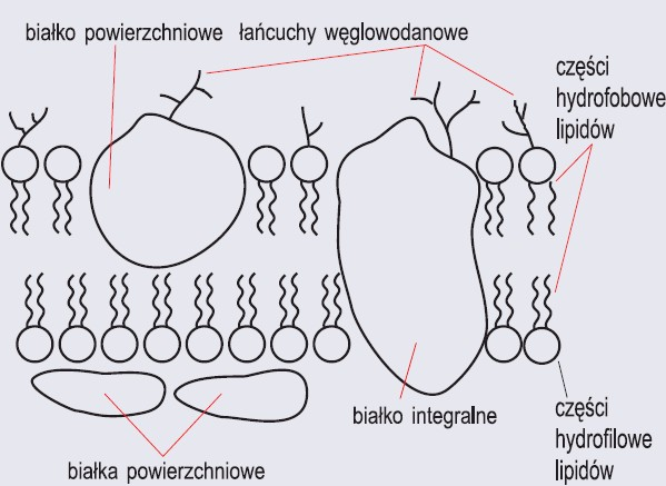 Schemat budowy błony komórkowej