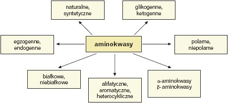 Podział aminokwasów