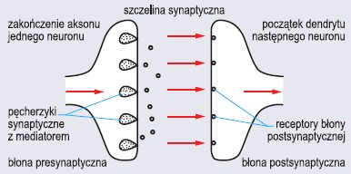 Przewodzenie pobudzenia przez synapsę (wg Wiśniewski, 1994)