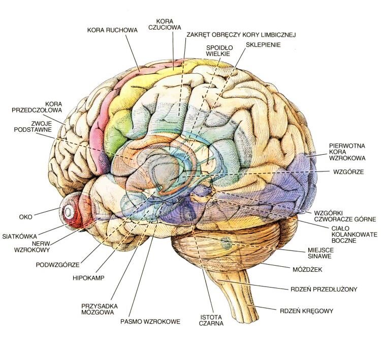 budowa mózgu