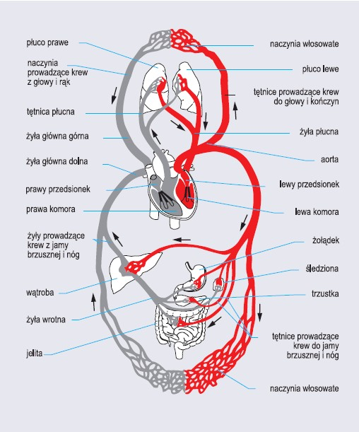 Schemat krążenia krwi człowieka (wg Encyklopedii PWN)