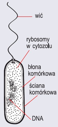 Komórka bakteryjna (wg Alberts,  1999)