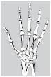 Kości dłoni