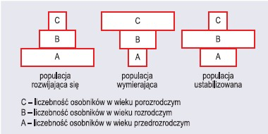 Typy piramid wiekowych