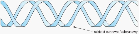 Szkielet DNA