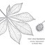 liście kasztanowca