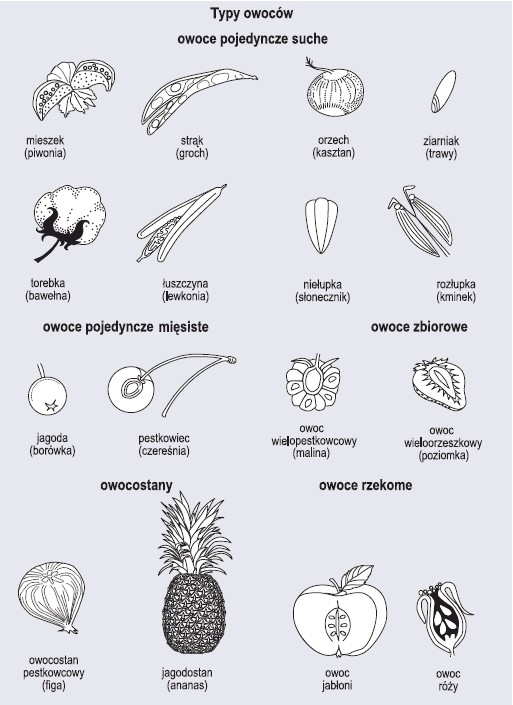 typy owoców