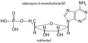 adenozyno-5-monofosforan(V)