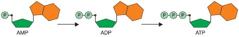 Adenozyno-5-monofosforan(V) AMP