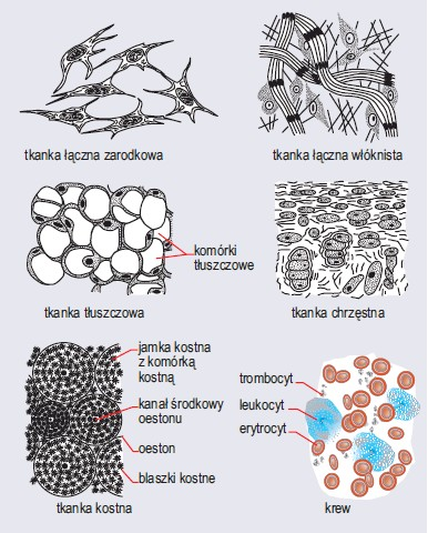 Rodzaje tkanek łącznych