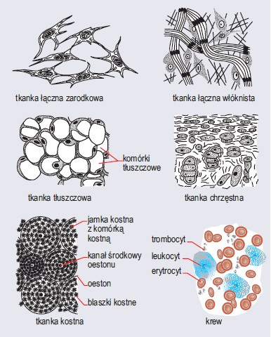 Tkanka czna Tkanki Zwierz ce Biologia Sciaga pl Tkanka czna Tkanki Zwierz ce Biologia Sciaga pl