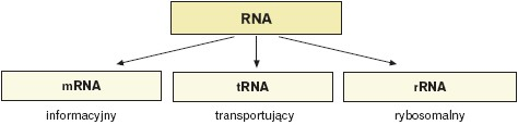 Funkcje RNA