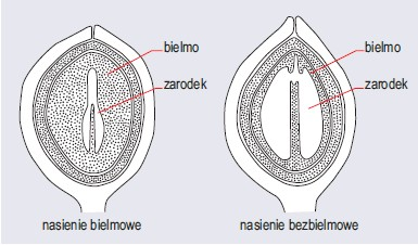 Typy nasion u roślin okrytonasiennych (wg Szweykowscy, 2002)