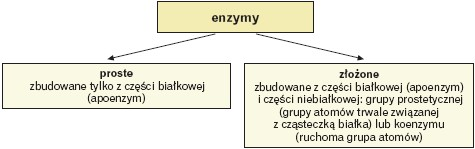 Podział enzymów ze względu na budowę