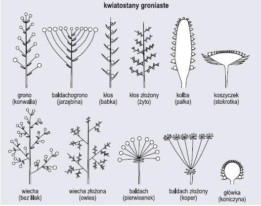 Rodzaje kwiatostanów (wg Szweykowscy, 2002, zmienione)