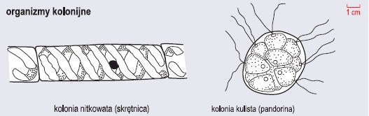 Różnorodność form morfologicznych protisów