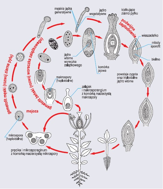 Cykl rozwojowy rośliny okrytonasiennej (dwuliściennej) (wg Ville, 1976, zmienione)