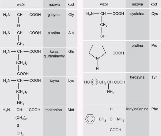 Wzory aminokwasów