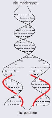 Replikacja DNA