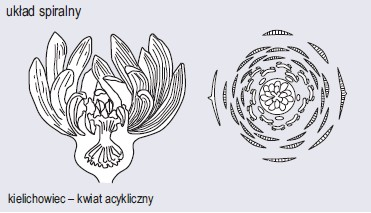 Różnorodność budowy kwiatów (wg Podbielkowski, 1972)