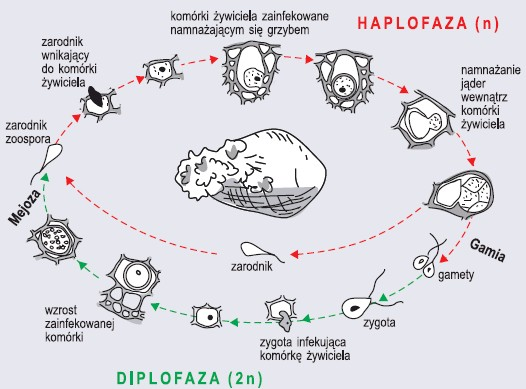 Cykl rozwojowy skoczkowców na przykładzie Synchytrum endobioticum (wg Szweykowscy, 2002, zmienione)