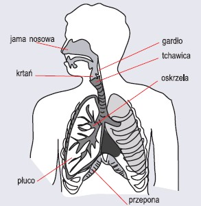 Schemat budowy układu oddechowego człowieka