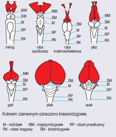 Porównanie budowy mózgu kręgowców (wg Wiśniewski, 1977)