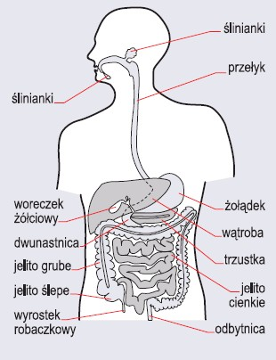 Schemat budowy układu pokarmowego człowieka