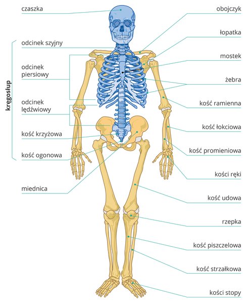 Budowa i funkcje szkieletu