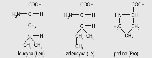 Białka - Związki organiczne - Biologia - Sciaga.pl