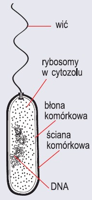 Komórka budowa