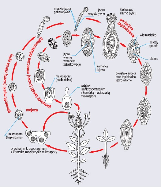 Cykl Rozwojowy Roślin Okrytonasiennych Rośliny