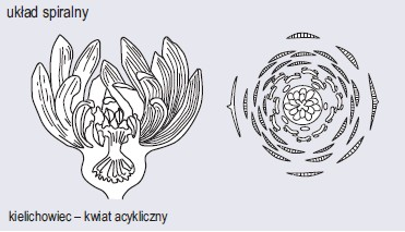 Kwiat Rośliny Okrytonasienne Biologia Sciagapl