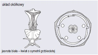 Kwiat Rośliny Okrytonasienne Biologia Sciagapl