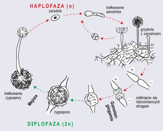 Cykl Rozwojowy Skrzypu Polnego Sprzężniowce - Przegląd systematyczny - Biologia - Sciaga.pl