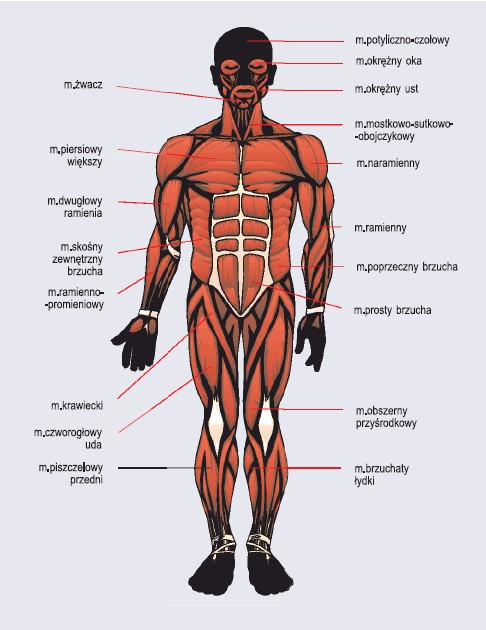 Budowa I Funkcje Układu Mięśniowego Ruch Biologia