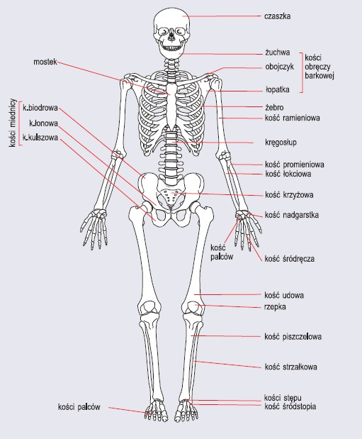 Uzupełnij schemat przedstawiający podział układu szkieletowego człowieka