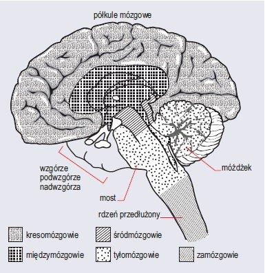 Wymień funkcje mózgu i móżdżku