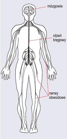 Budowa Układu Nerwowego Człowieka Pobudliwość Oraz