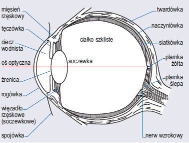 Narząd Wzroku Narządy Zmysłów Człowieka Biologia Sciagapl